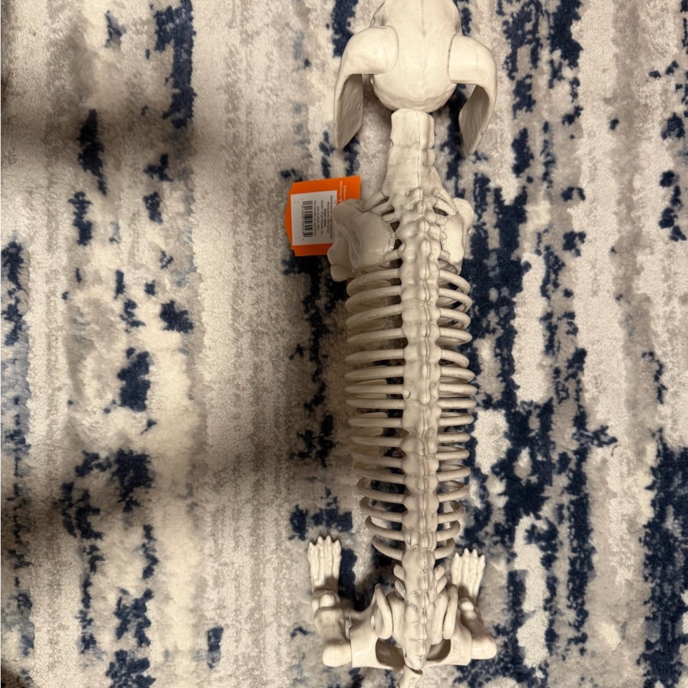 5" Dachshund Skeleton Halloween Decorative Prop - Hyde and EEK! Boutique